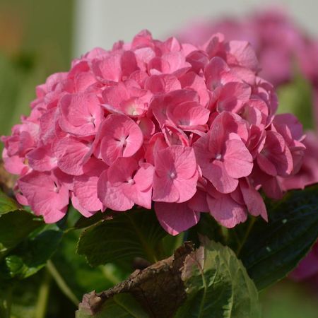 Mamoucafecouette Bed and Breakfast Roz-sur-Couesnon Εξωτερικό φωτογραφία